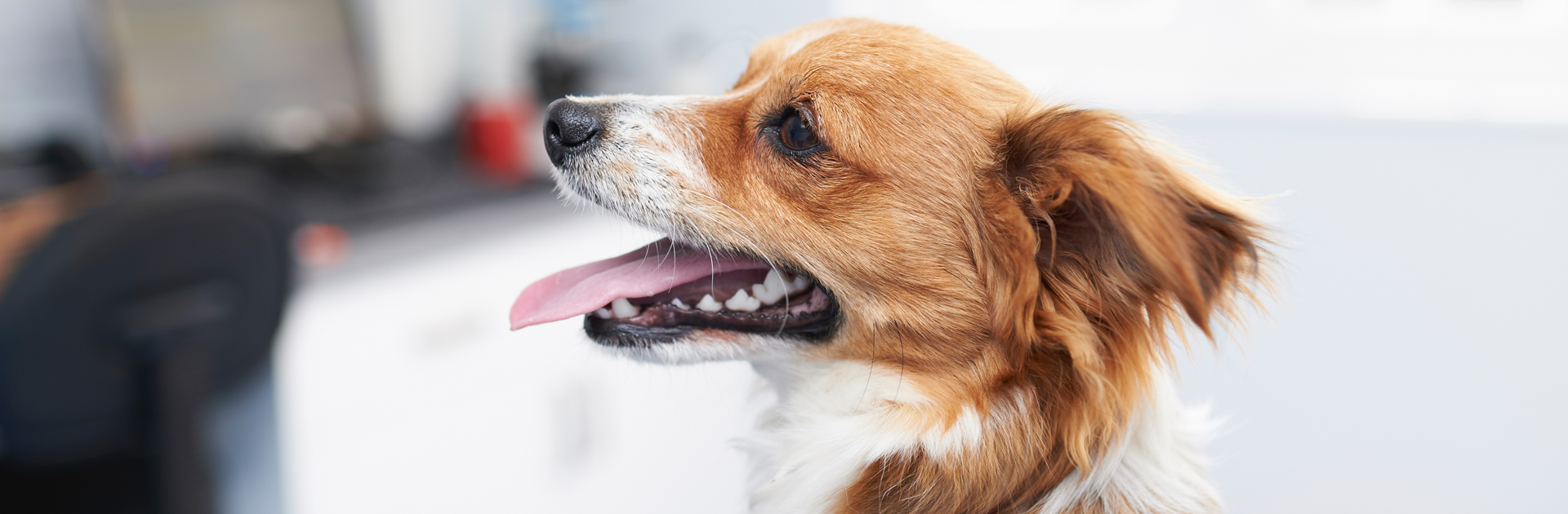 We care for pets in Seaford, East Sussex | Pet Doctors