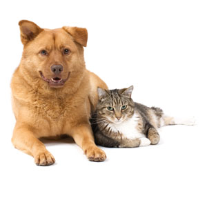 Cat and dog on white background