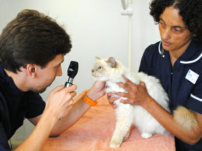 Vet and nurse doing an eye exam on a cat