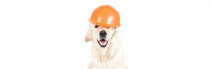 Dog wearing a workman's hat