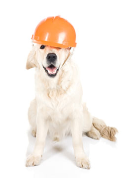 White dog wearing a workman's hat