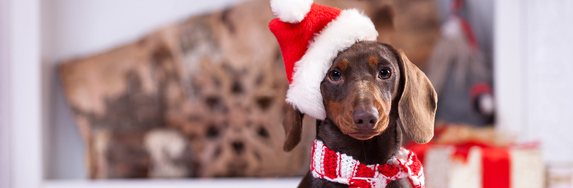Festive sausage dog with hat and scarf