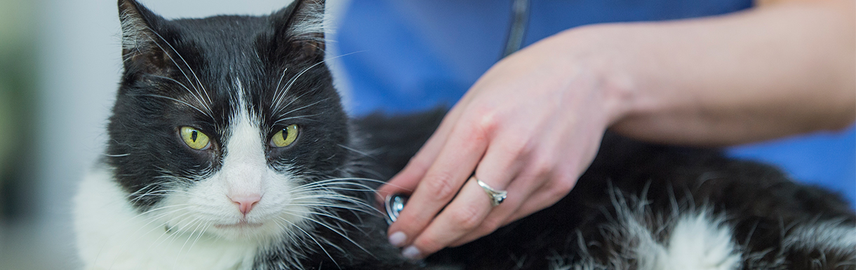 Cat with vet using stethoscope