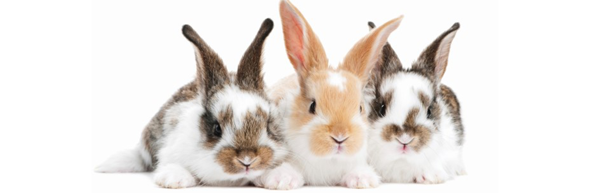 Rabbit awareness week banner